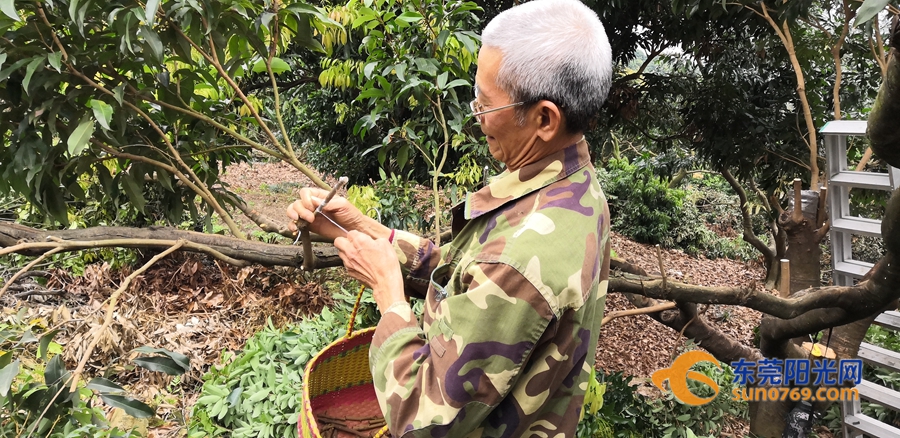 正值花期樟木頭有果農卻大面積砍荔枝樹原來是