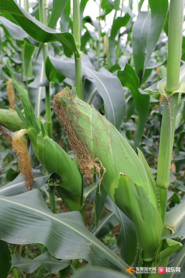 1684114439253790.jpg 202351591159.jpg