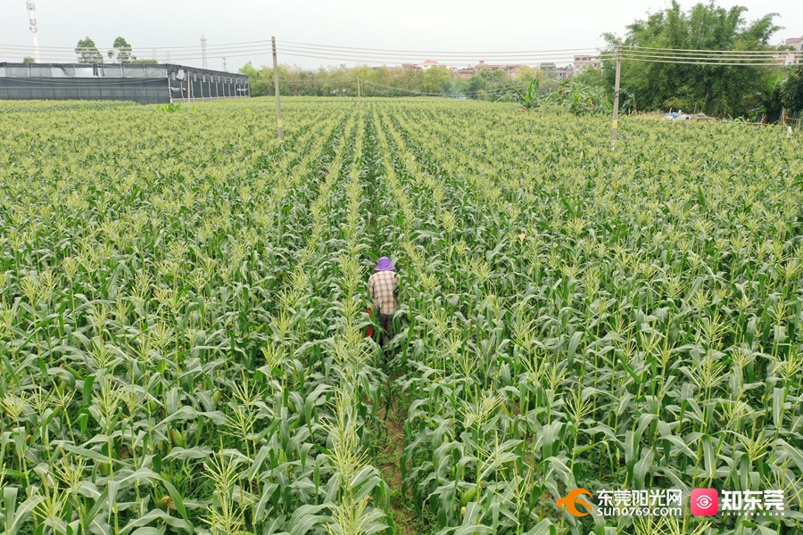 1684114455885825.jpg 20235159723.jpg