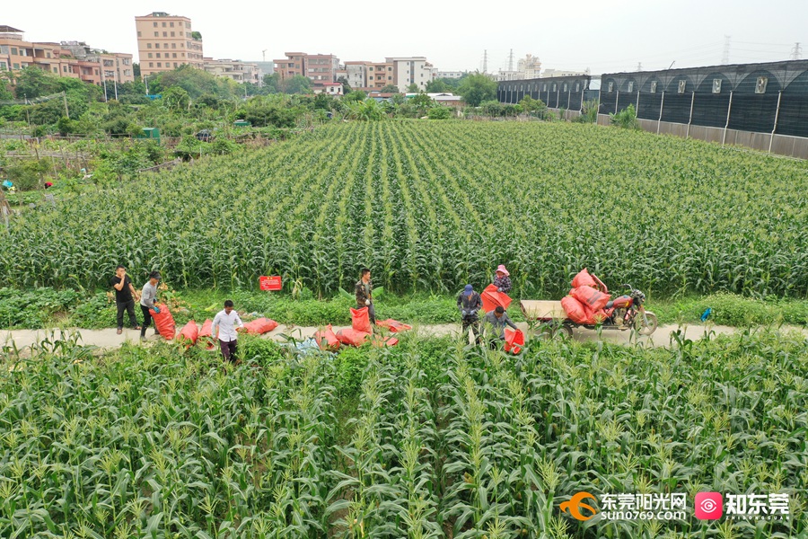 1684114449325442.jpg 20235159535.jpg