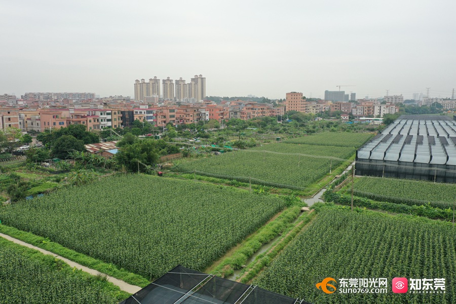 1684114461503269.jpg 20235159452.jpg