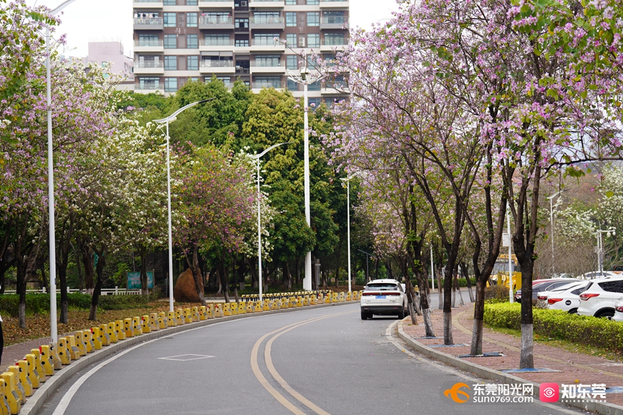 1742264556222068.jpg 1.jpg