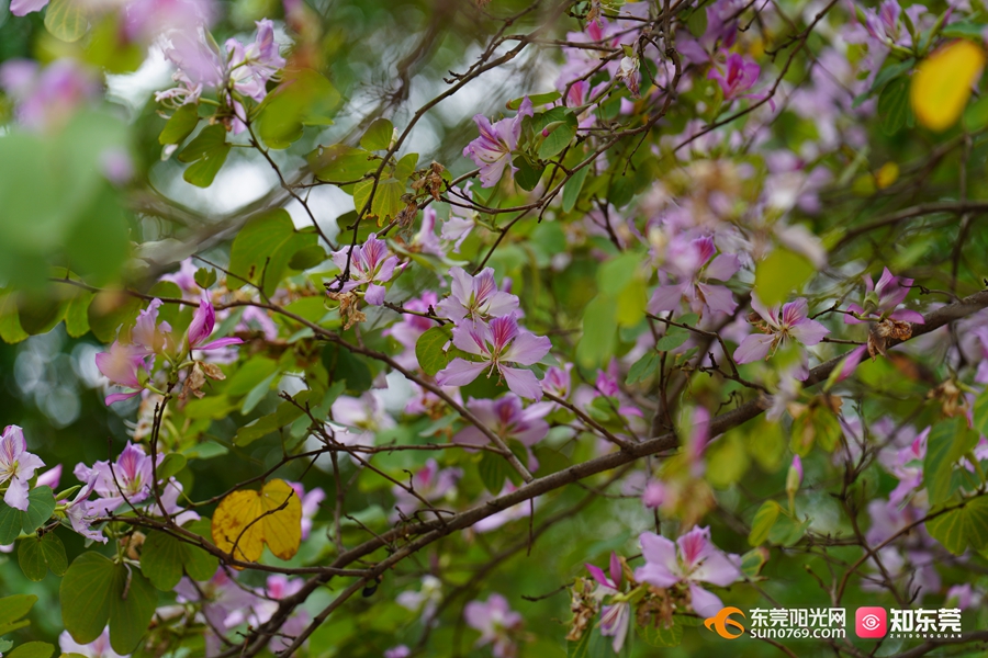 1742264568342521.jpg 2.jpg