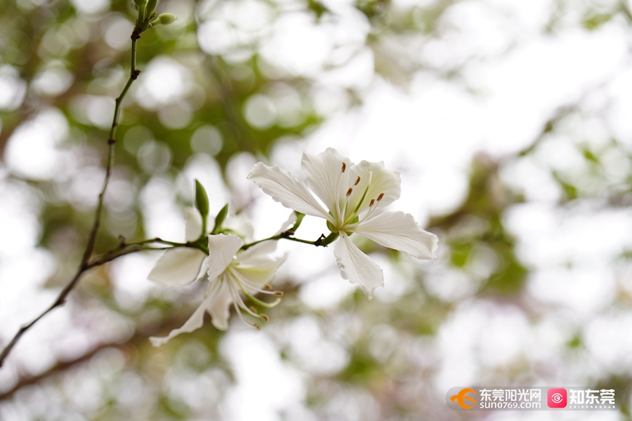 1742264573863346.jpg 3.jpg