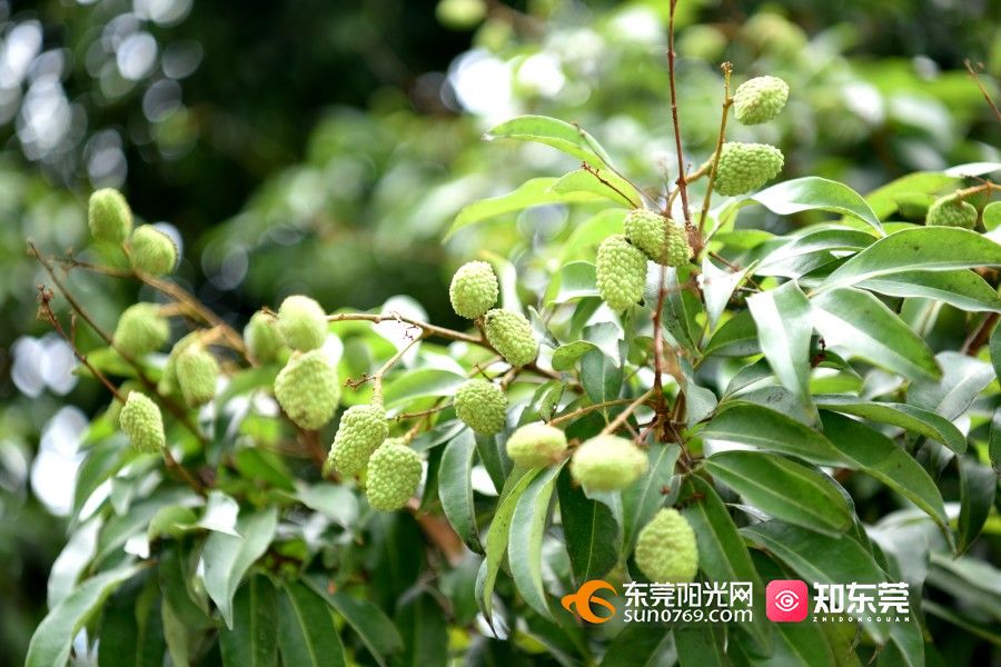 1748244575632759.jpg 202552685044.jpg