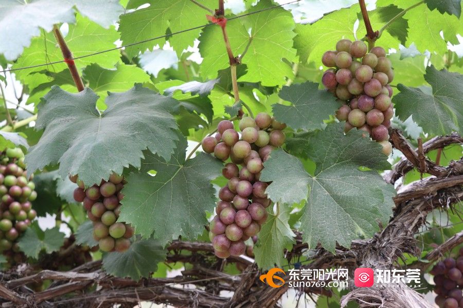 1748314056922647.jpg 202552783157.jpg