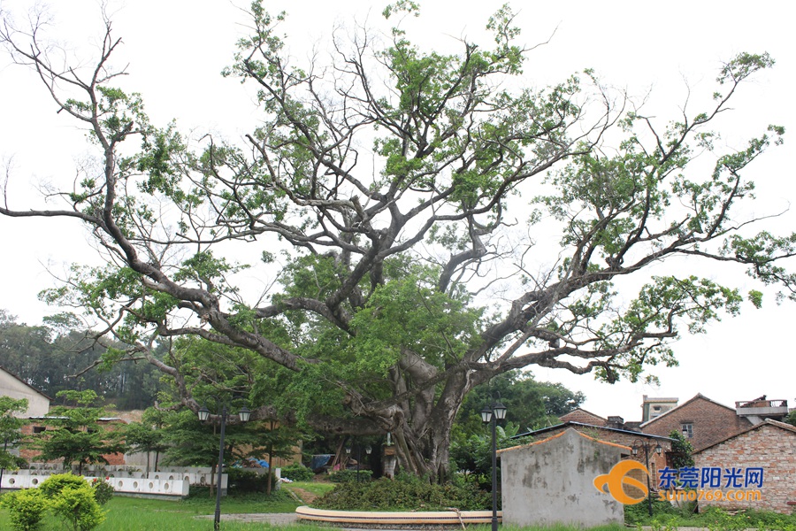 1590742073836382.jpg 南坑村百年老树.JPG