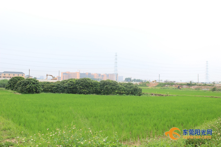 1590742110329514.jpg 绿油油一片水稻.JPG