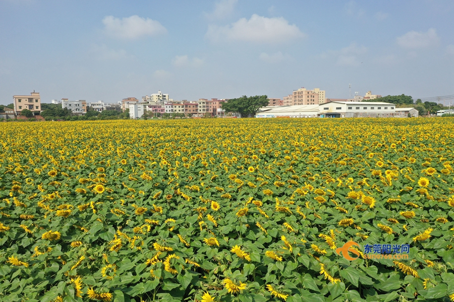 拍摄地点：村头葵园.jpg