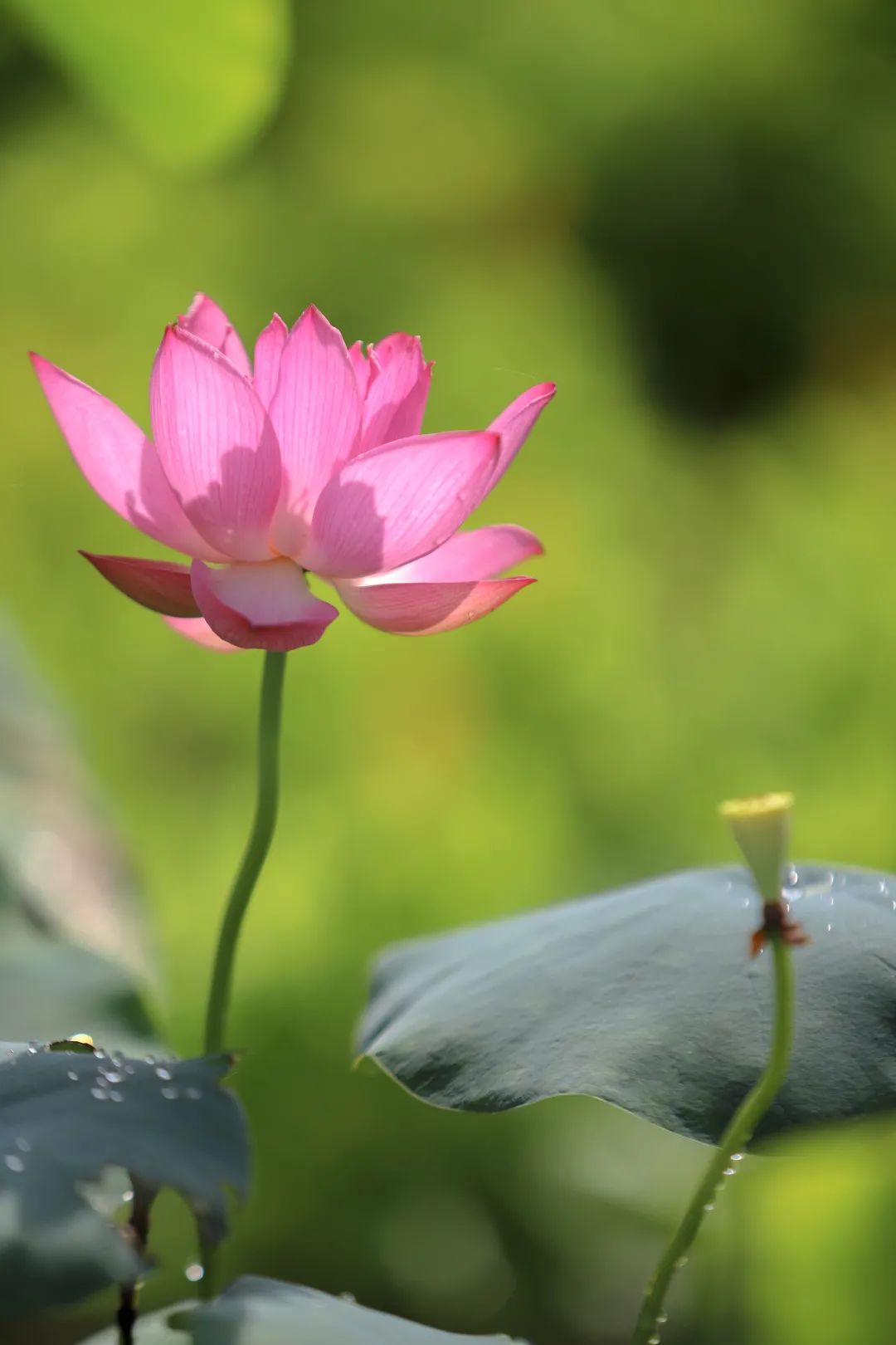 "荷花映日,风华百年"第十八届东莞桥头荷花节正式启动_东莞阳光网