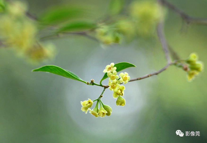 低调内敛的莞香花盛开,等你来赏!