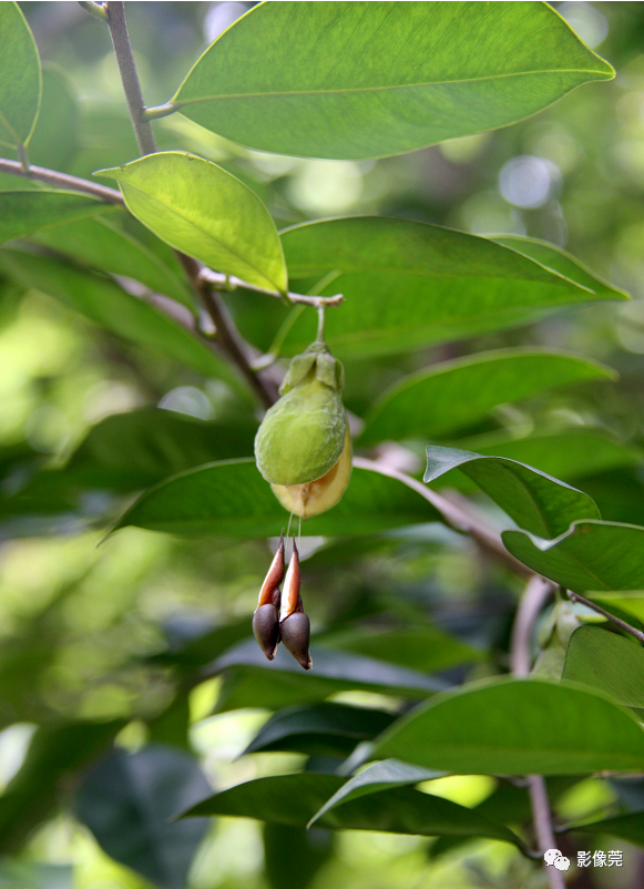 低调内敛的莞香花盛开等你来赏